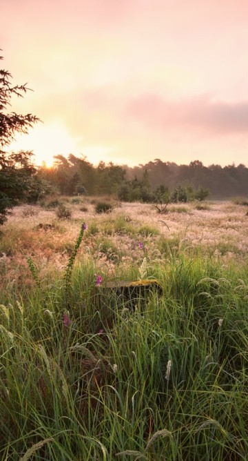 Dwingelderveld (2).jpg