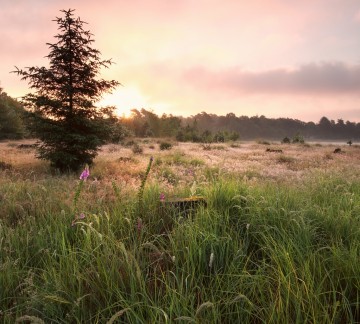 Dwingelderveld (2).jpg