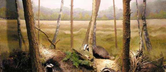 Overijssel - Natuurmuseum Holterberg dassen.JPG