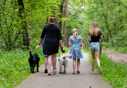 Hond wandelen Torentjeshoek.jpg