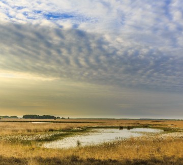 Dwingelderveld (9).jpg